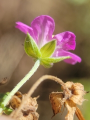 Geranium core-core
