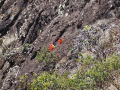 Hippeastrum morelianum