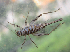 Svistella bifasciata