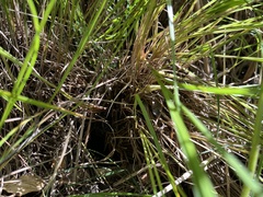 Carex stricta
