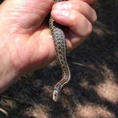 Thamnophis ordinoides
