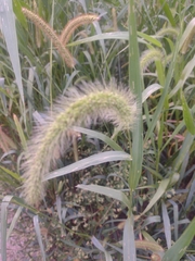 Setaria faberi
