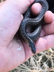 Thamnophis ordinoides