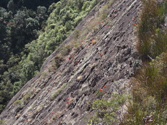 Hippeastrum morelianum