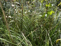 Carex stricta