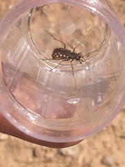 Cicindela sedecimpunctata