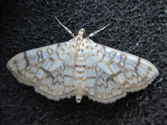 Haritalodes derogata