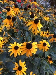 Rudbeckia fulgida