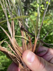 Carex stricta