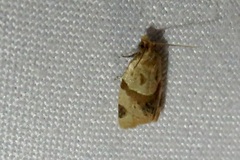Clepsis peritana