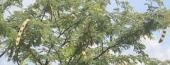 Vachellia schaffneri