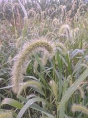 Setaria faberi