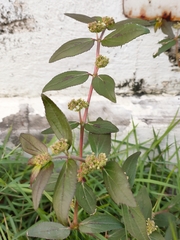 Euphorbia hirta