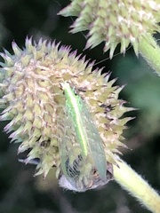 Chrysoperla rufilabris