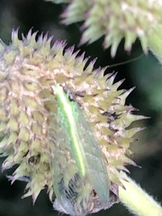 Chrysoperla rufilabris