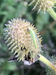 Chrysoperla rufilabris