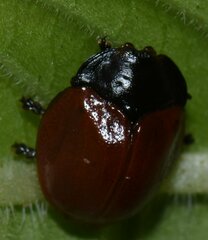 Chelymorpha cribraria