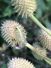 Chrysoperla rufilabris