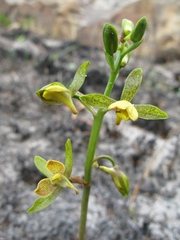 Eulophia parviflora