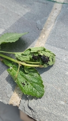 Aphidomorpha