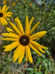 Helianthus petiolaris