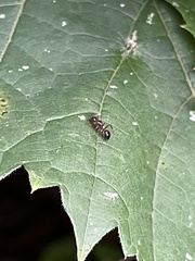 Camponotus subbarbatus