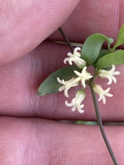 Metastelma barbigerum