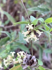 Metastelma barbigerum