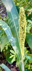 Sorghum bicolor