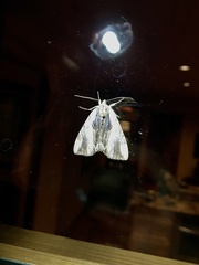 Catocala ultronia