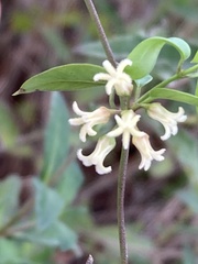 Metastelma barbigerum