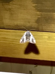 Catocala ultronia