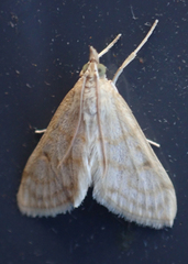 Paracorsia repandalis