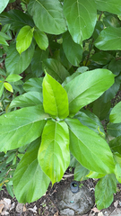 Ficus hispida