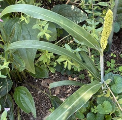 Sorghum bicolor