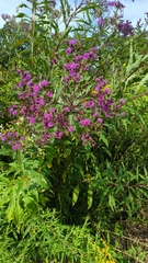 Vernonia gigantea