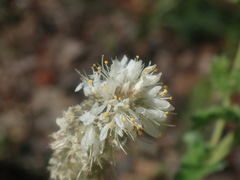 Dalea albiflora