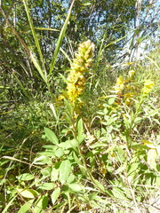 Solidago simplex