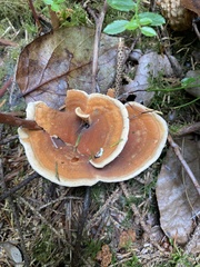 Hydnellum aurantiacum