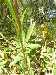 Solidago simplex