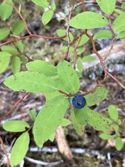 Vaccinium ovalifolium