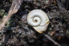 Planorbella trivolvis