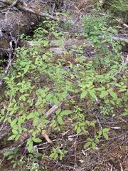 Vaccinium ovalifolium