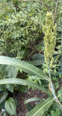 Sorghum bicolor