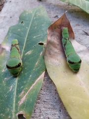 Papilioninae