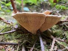 Hydnellum aurantiacum