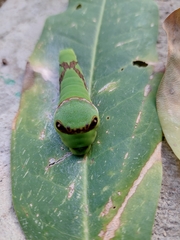 Papilioninae