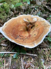 Hydnellum aurantiacum