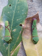 Papilioninae