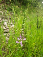 Physostegia